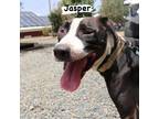 Adopt JASPER a Black Terrier (Unknown Type, Small) / Mixed dog in St.