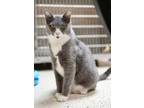 Adopt Yogi a Gray or Blue Domestic Shorthair / Domestic Shorthair / Mixed cat in