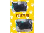 Adopt Freeman a All Black Domestic Shorthair (short coat) cat in Buffalo