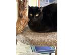Adopt Babs a All Black Domestic Shorthair (short coat) cat in MARENGO
