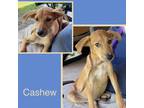 Adopt Cashew a Brown/Chocolate Shepherd (Unknown Type) / Mixed dog in