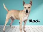 Adopt Mack a Gray/Blue/Silver/Salt & Pepper Labrador Retriever / Shepherd