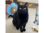 Adopt Katrina a All Black Domestic Shorthair / Mixed cat in Green Bay