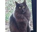 Adopt Lucy {SPIRIT CAT} a Gray or Blue Domestic Longhair / Mixed cat in Tulsa