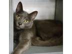 Adopt King Peppy a Gray or Blue Domestic Shorthair / Mixed cat in St.Jacob