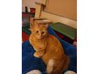 Adopt Leia a Orange or Red Tabby Domestic Shorthair (short coat) cat in Myrtle