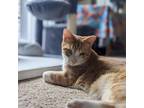 Adopt Butterscotch a Orange or Red Domestic Shorthair / Mixed cat in Durham