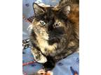 Adopt Sabrina a Tortoiseshell Domestic Shorthair (short coat) cat in MARENGO