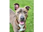 Adopt Mikey a Brown/Chocolate American Pit Bull Terrier / Mixed dog in