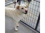 Adopt Buddy a White Australian Cattle Dog / Mixed dog in Nogales, AZ (37606156)