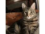 Adopt Stella a Gray, Blue or Silver Tabby Domestic Shorthair (short coat) cat in