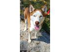 Adopt Max a Red/Golden/Orange/Chestnut - with White Husky / Mixed dog in Key