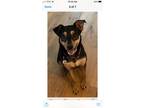 Adopt BODHI a Black - with Tan, Yellow or Fawn Labrador Retriever / Doberman