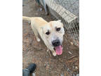 Adopt Munster a White American Pit Bull Terrier / Mixed dog in Moses Lake