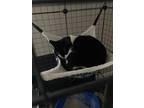 Adopt Miss Tash a Black & White or Tuxedo Domestic Shorthair (short coat) cat in