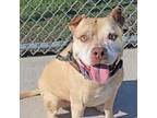 Adopt Zoomie a Tan/Yellow/Fawn Pit Bull Terrier / Mixed Breed (Medium) / Mixed