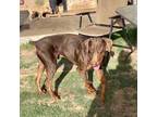 Adopt Bruno a Red/Golden/Orange/Chestnut Doberman Pinscher / Mixed dog in Belen