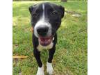 Adopt Zoey a Black Labrador Retriever / Border Collie / Mixed dog in Helotes