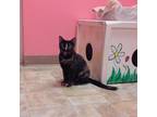 Adopt Annie Bananie a Tortoiseshell Domestic Shorthair / Mixed cat in Monroe