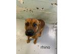 Adopt RHINO a Red/Golden/Orange/Chestnut Mixed Breed (Large) / Mixed dog in