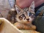 Adopt Ash a Brown Tabby Domestic Shorthair (short coat) cat in Guernsey