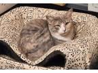 Adopt Constance a Calico or Dilute Calico Domestic Shorthair (short coat) cat in