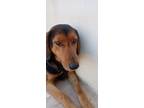 Adopt Fotis a Brown/Chocolate - with Black Hound (Unknown Type) / Mixed dog in