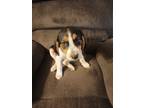 Adopt Kadance a White - with Black Mixed Breed (Medium) / Beagle / Mixed dog in