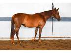 Adopt Autumn a Chestnut/Sorrel Grade / Mixed horse in Louisville, KY (37609117)