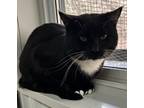 Adopt Xavier a Black & White or Tuxedo Domestic Shorthair (short coat) cat in