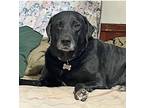 Adopt Brody a Black Labrador Retriever / Mixed dog in Detroit, MI (30421571)