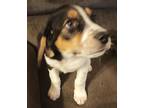 Adopt Kylie a White - with Black Mixed Breed (Medium) / Beagle / Mixed dog in