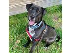 Adopt CeCe a Black - with White Labrador Retriever / Mixed dog in Harrison