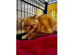 Adopt Kylo a Orange or Red Domestic Shorthair / Domestic Shorthair / Mixed cat