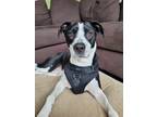 Adopt Bengie a Black - with White Labrador Retriever / Mixed dog in Niagara