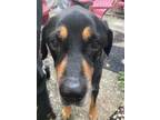 Adopt Hugo a Black - with Tan, Yellow or Fawn Bloodhound / Rottweiler / Mixed