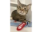 Adopt Newt a Brown or Chocolate Domestic Shorthair / Domestic Shorthair / Mixed