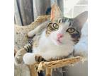 Adopt Stuart a Brown Tabby Domestic Shorthair (short coat) cat in Great Falls