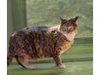 Adopt Jasmine a Brown Tabby Domestic Shorthair (short coat) cat in Victoria