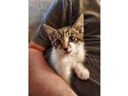Adopt Hickory a Brown Tabby Domestic Shorthair (short coat) cat in Guernsey
