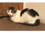 Adopt Gabby a Black & White or Tuxedo Domestic Shorthair (short coat) cat in