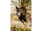 Adopt Macie a Black Labrador Retriever / Mixed dog in Houston, TX (37786972)