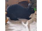 Adopt Kauai a Black Mini Rex / New Zealand / Mixed (short coat) rabbit in