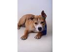Adopt 23-159D Changas a Tan/Yellow/Fawn Boxer / Mixed dog in Thibodaux