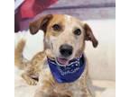 Adopt Redford a Red/Golden/Orange/Chestnut - with White Australian Cattle Dog /