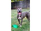 Adopt Iris a Brindle American Pit Bull Terrier / Mixed Breed (Medium) / Mixed