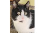 Adopt Goodman a Black & White or Tuxedo Domestic Shorthair (short coat) cat in