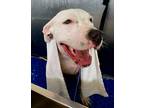 Adopt Rosie a White - with Black American Pit Bull Terrier / Mixed dog in
