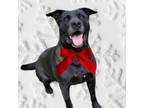 Adopt Micky a Black Labrador Retriever