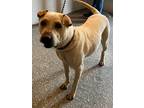 Adopt Sophie a Tan/Yellow/Fawn Shar Pei / Mixed dog in Joshua, TX (37815664)